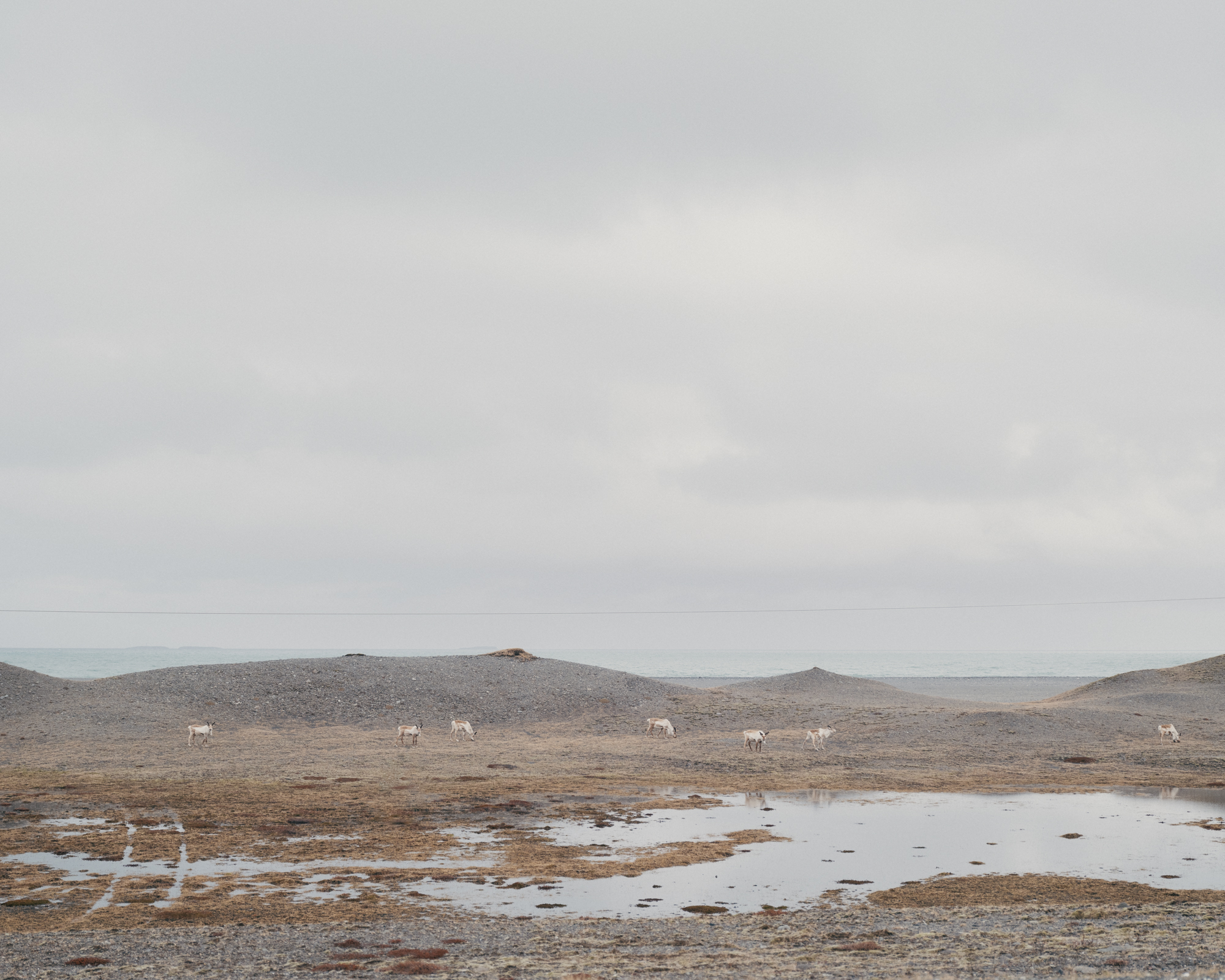Reindeers in Iceland: Graceful wildlife amidst Iceland's rugged wilderness